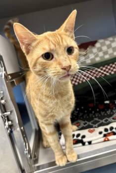 LUCKY BONES -  Domestic Short Hair Cat for Adoption in Kalamazoo, Michigan - LUCKY BONES | PetCurious