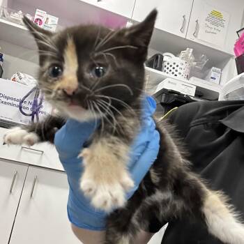 Domestic Short Hair Cats Available for Adoption in Newark, New Jersey - AHNJ-Stray-119769 | PetCurious