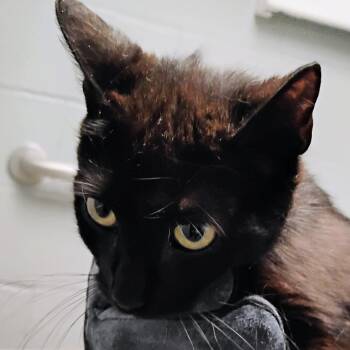 Domestic Short Hair Cats Available for Adoption in Allentown, Pennsylvania - LVH-Stray-13493 | PetCurious