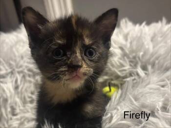 Firefly -  Manx Cat Available for Adoption in Johnson City, Tennessee - Firefly | PetCurious