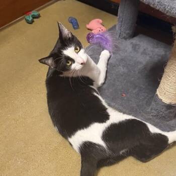 Penelope -  Domestic Short Hair Cat for Adoption in Mokena, Illinois - Penelope | PetCurious