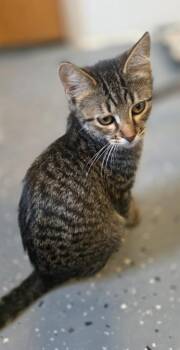 Miss Walker -  Domestic Short Hair Cat for Adoption in Miami, Oklahoma - Miss Walker | PetCurious