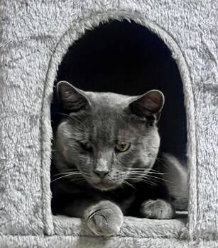 Sheba -  Russian Blue Cat for Adoption - Sheba | PetCurious