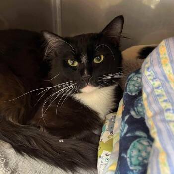 Domestic Medium Hair Cats Available for Adoption in Oakland, California - Mito (bonded W/Washi) | PetCurious