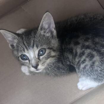 Timone -  Domestic Short Hair Cat for Adoption in Philadelphia, Pennsylvania - Timone | PetCurious