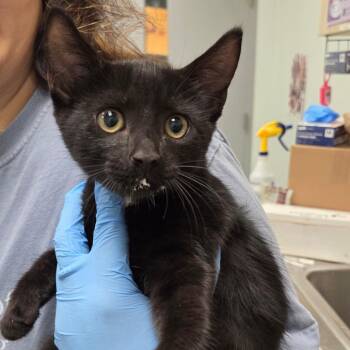 Lovey -  Domestic Short Hair Cat for Adoption in Chattanooga, Tennessee - Lovey | PetCurious