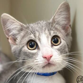 Sly -  Domestic Short Hair Cat for Adoption in Victor, New York - Sly | PetCurious