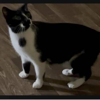 Lydia -  Domestic Short Hair Cat for Adoption in Blairsville, Georgia - Lydia | PetCurious
