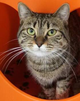 Beanie (at Smitten Kitten) -  Domestic Short Hair Cat for Adoption in Fishers, Indiana - Beanie (at Smitten Kitten) | PetCurious