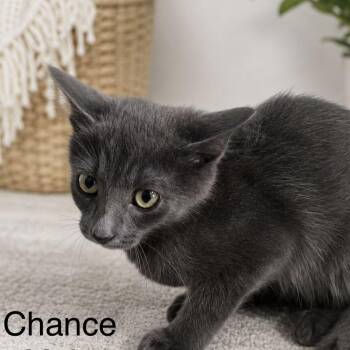 Chance -  Domestic Short Hair Cat for Adoption in Austin, Texas - Chance | PetCurious