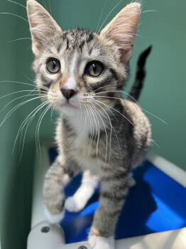 Noah -  Domestic Short Hair Cat for Adoption in Emerald Isle, North Carolina - Noah | PetCurious