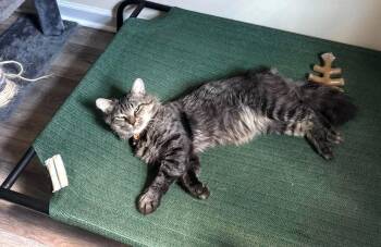Dangle (Available for pre-adoption) -  Domestic Long Hair Cat for Adoption in Camden, South Carolina - Dangle (Available For Pre-adoption) | PetCurious