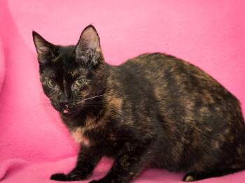 Tutu -  Domestic Short Hair Cat for Adoption in Deltona, Florida - Tutu | PetCurious