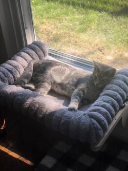 Mowgli - KBC -  Domestic Short Hair and Tabby Cat for Adoption in Dublin, Ohio - Mowgli - KBC | PetCurious