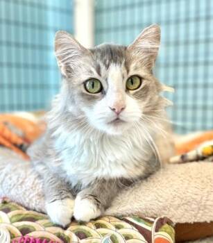 Domestic Long Hair Cats Available for Adoption in Fernandina Beach, Florida - ASUNA | PetCurious