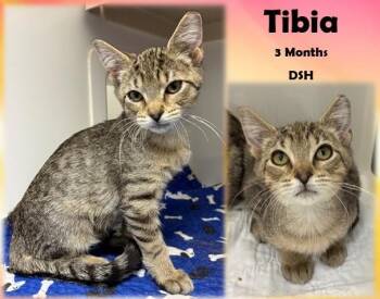Rescue Domestic Short Hair Cats for Adoption in Franklin, Indiana - Tibia | PetCurious