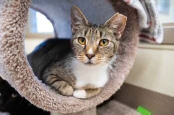 Rescue Domestic Short Hair Cats for Adoption in Christiansburg, Virginia - Honeycomb (158) *Sponsored Adoption | PetCurious