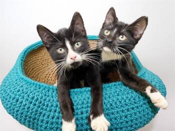 ZAMBONI -  Domestic Short Hair Cat for Adoption in Fort Lauderdale, Florida - ZAMBONI | PetCurious