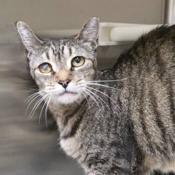 Mariposa -  Domestic Short Hair Cat for Adoption in Reno, Nevada - Mariposa | PetCurious