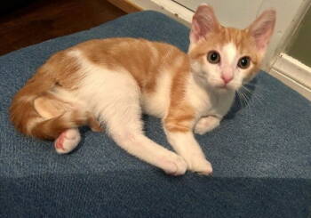 Rescue Domestic Short Hair Cats for Adoption in Seal Beach, California - Kitten Atticus | PetCurious