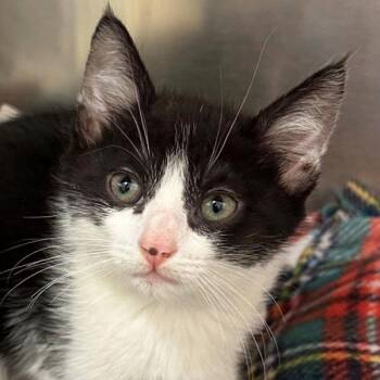 Domestic Short Hair Cats Available for Adoption in Walnut Creek, California - Dunker | PetCurious