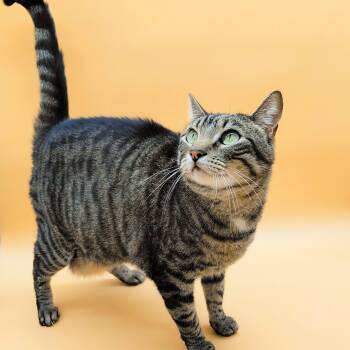 Domestic Short Hair Cats Available for Adoption - Vita Nova  | PetCurious