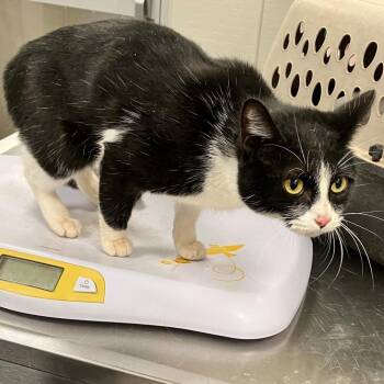 Zaza -  Domestic Short Hair Cat for Adoption in Las Cruces, New Mexico - Zaza | PetCurious