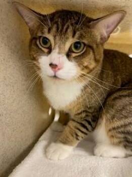 Domestic Short Hair Cats Available for Adoption in St. Cloud, Florida - TAZ | PetCurious