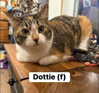Domestic Short Hair Cats Available for Adoption - Dot | PetCurious