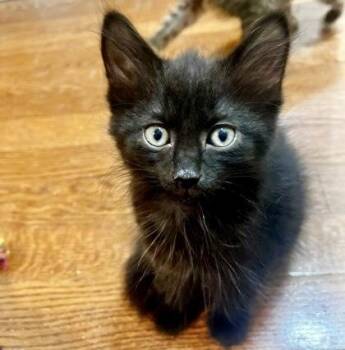 Fusilli -  Domestic Short Hair Cat for Adoption in Vaughan, Ontario - Fusilli | PetCurious