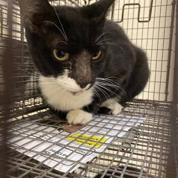 A613893 -  Domestic Short Hair Cat for Adoption in Modesto, California - A613893 | PetCurious