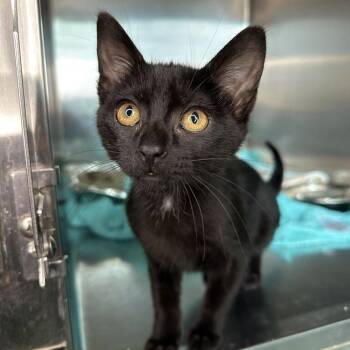 Grogu -  Domestic Short Hair Cat for Adoption in Matteson, Illinois - Grogu | PetCurious