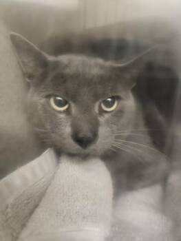 Rescue Domestic Short Hair Cats for Adoption in Burbank, California - ROOT BEER | PetCurious