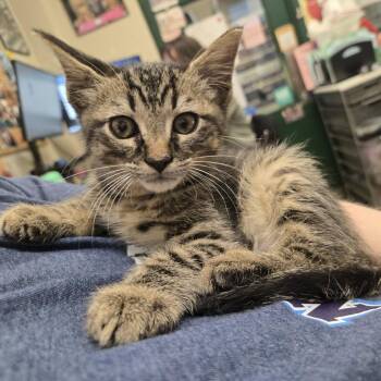 Juan Carlos -  Domestic Short Hair Cat for Adoption in Nashville, Tennessee - Juan Carlos | PetCurious