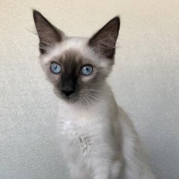 Sampson -  Domestic Short Hair Cat for Adoption in Lodi, California - Sampson | PetCurious
