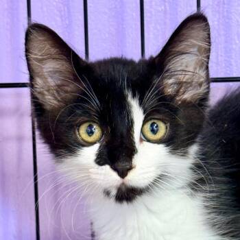 Messi -  Domestic Medium Hair Cat for Adoption in Redwood Valley, California - Messi | PetCurious
