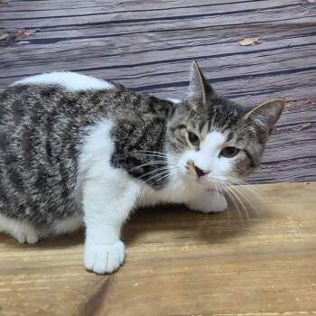 Hei Hei -  Domestic Short Hair Cat for Adoption in Normal, Illinois - Hei Hei | PetCurious