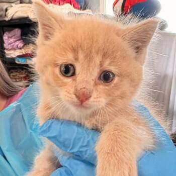 Domestic Short Hair Cats Available for Adoption in Muncie, Indiana - Cotton | PetCurious