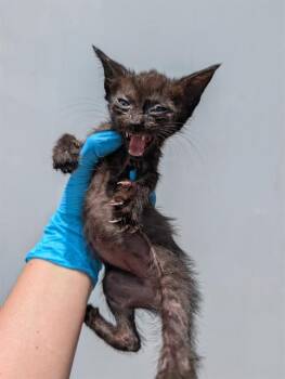 Domestic Medium Hair Cats Available for Adoption in San Antonio, Texas - FANTOM | PetCurious