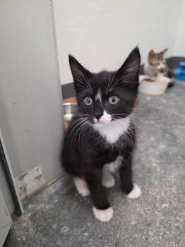 Ricky -  Domestic Short Hair Cat for Adoption in Fort Myers, Florida - Ricky | PetCurious