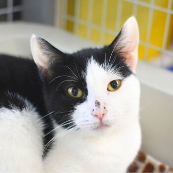 Rescue Domestic Short Hair Cats for Adoption in St. Petersburg, Florida - Oreo | PetCurious