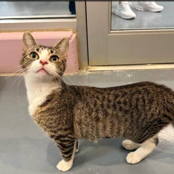 Domestic Short Hair Cats Available for Adoption in South Bend, Indiana - Francesca | PetCurious