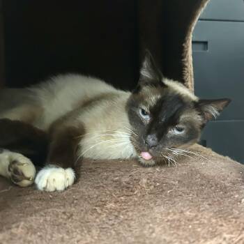 Simon -  Siamese Cat for Adoption in Mount Rainier, Maryland - Simon | PetCurious
