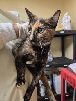 BUBBLES -  Domestic Short Hair Cat for Adoption in Kent, Washington - BUBBLES | PetCurious