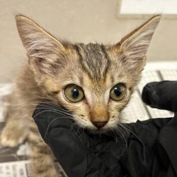 Marcos -  Domestic Short Hair Cat for Adoption in Yuma, Arizona - Marcos | PetCurious