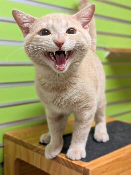 PIKACHU -  Domestic Short Hair Cat for Adoption in St. Peters, Missouri - PIKACHU | PetCurious
