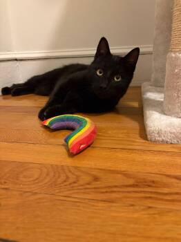 Domestic Short Hair Cats Available for Adoption - Sparrow | PetCurious