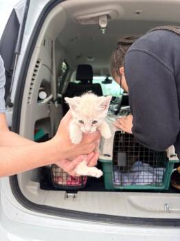 Abbott Kitten 3 -  Domestic Short Hair Cat for Adoption in Morgantown, Kentucky - Abbott Kitten 3 | PetCurious