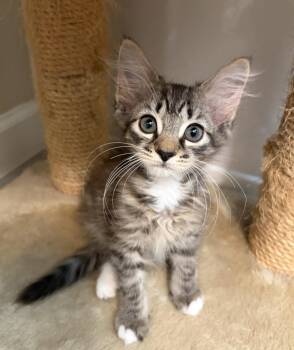 Dale -  Tabby and Domestic Short Hair Cat for Adoption in St. Augustine, Florida - Dale | PetCurious