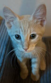 Tu-Pac Viola -  Tabby and Domestic Short Hair Cat for Adoption in Chandler, Arizona - Tu-Pac Viola | PetCurious
